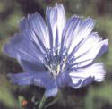 chicory