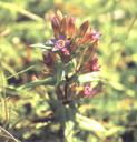 gentian