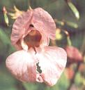 impatiens