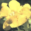 mimulus