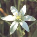 star of bethlehem