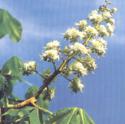 white chestnut