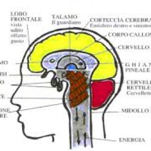 corteccia cerebrale