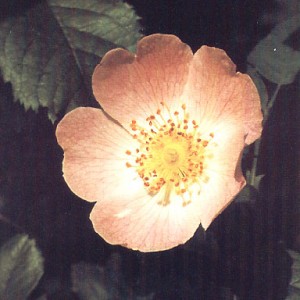 wild_rose