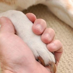 Curare gli Animali Naturalmente