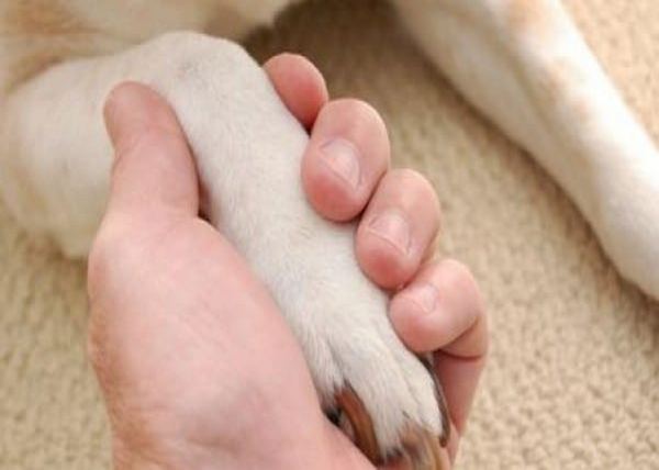 curare_gli_animali_naturalmente