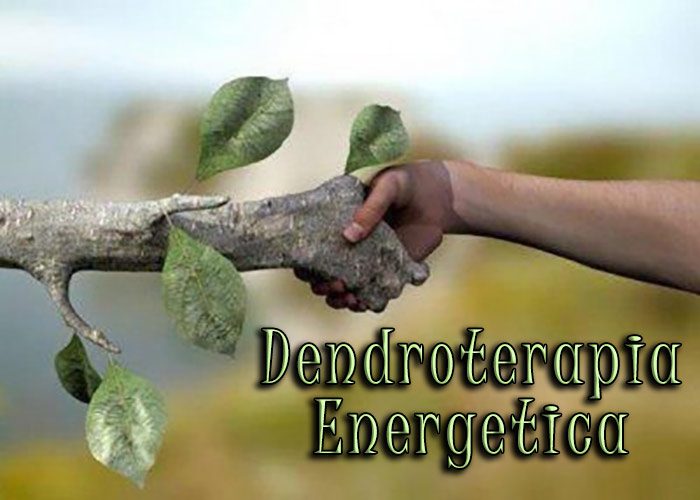 Dendroterapia Energetica: Armonizzazione e Cura tra Alberi e Umani