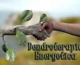 Dendroterapia Energetica: Armonizzazione e Cura tra Alberi e Umani