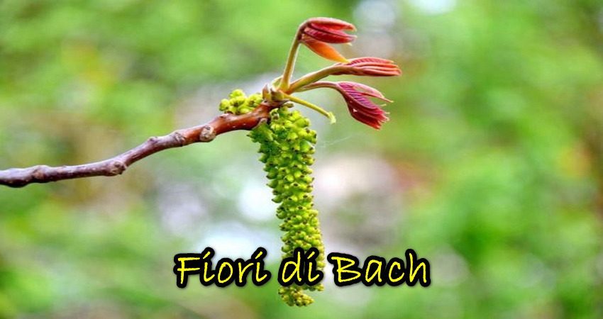 Fiori di Bach e Massaggio Floreale secondo il metodo transpersonale di Bach, Orozco e le tavole di Kramer