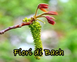 Fiori di Bach e Massaggio Floreale secondo il metodo transpersonale di Bach, Orozco e le tavole di Kramer